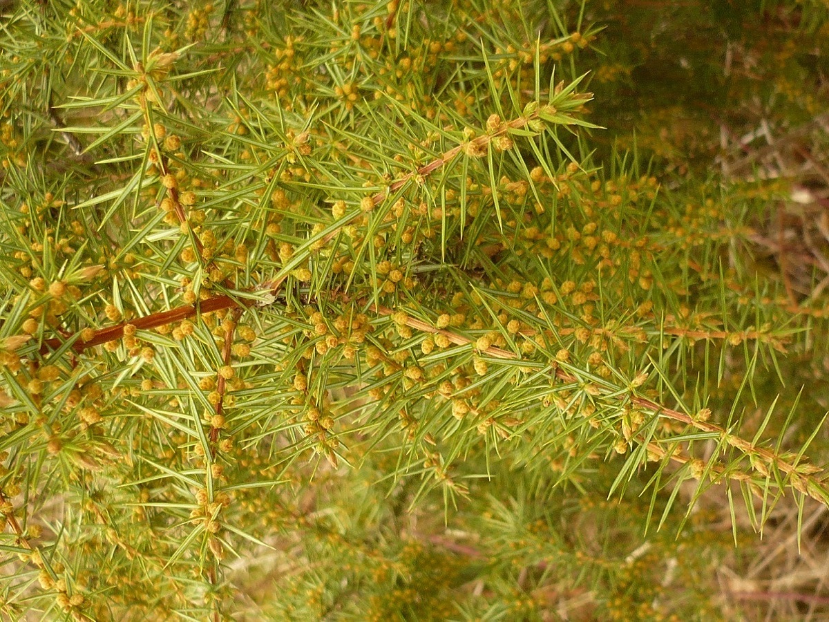 Juniperus communis subsp. communis (Cupressaceae)